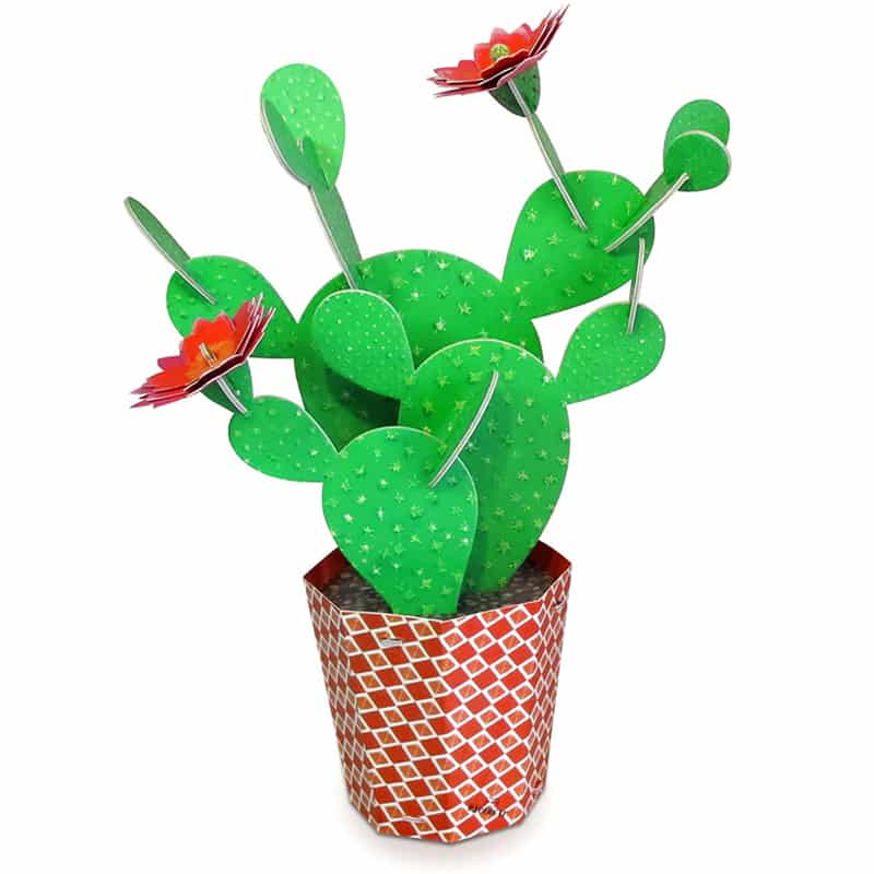 Prickly Pear Cactus Kit